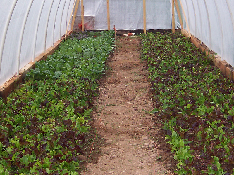 Organic farm in Garrett County