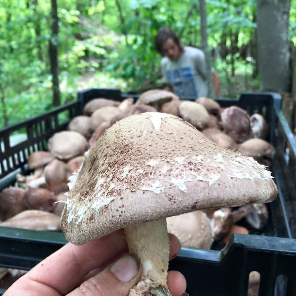 Small Family Farm Mushroom Cultivation Agricluture in western Maryland