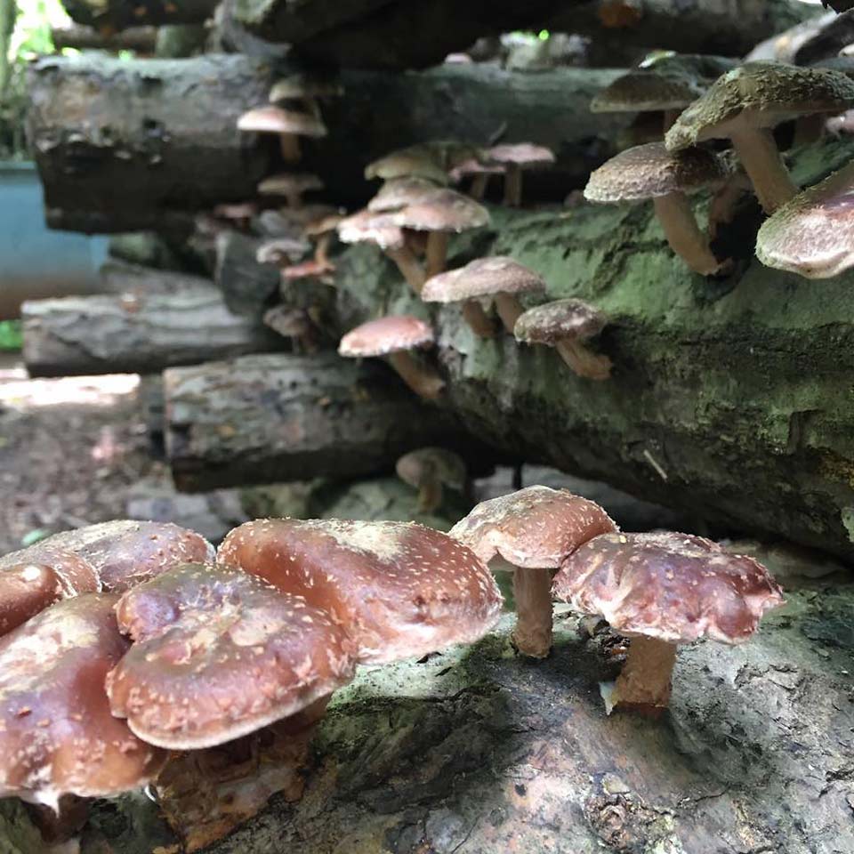 Small Family Farm Shiitake Mushroom Cultivation Agricluture in western Maryland