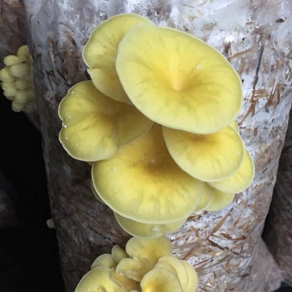 Small Family Farm Mushroom Cultivation Agricluture in western Maryland