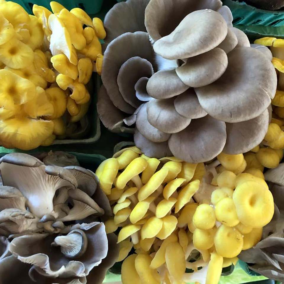 Small Family Farm Mushroom Cultivation Agricluture in western Maryland