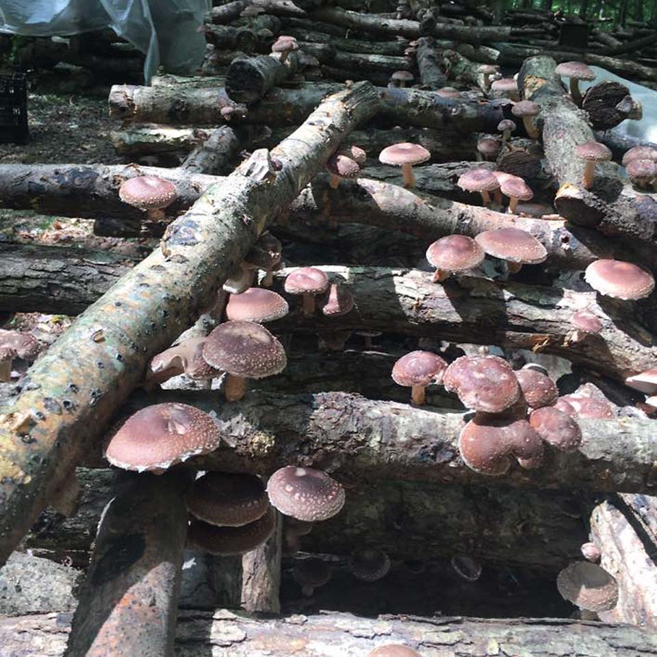 Small Family Farm Mushroom Cultivation Agricluture in western Maryland