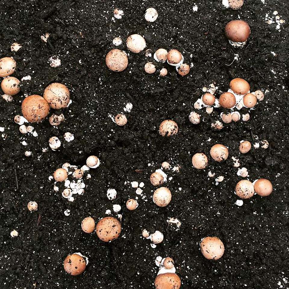 Small Family Farm Baby Bella Mushroom Cultivation Agricluture in western Maryland