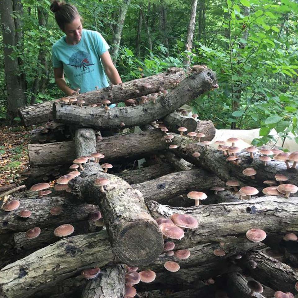 Small Family Farm Mushroom Cultivation Agricluture in western Maryland