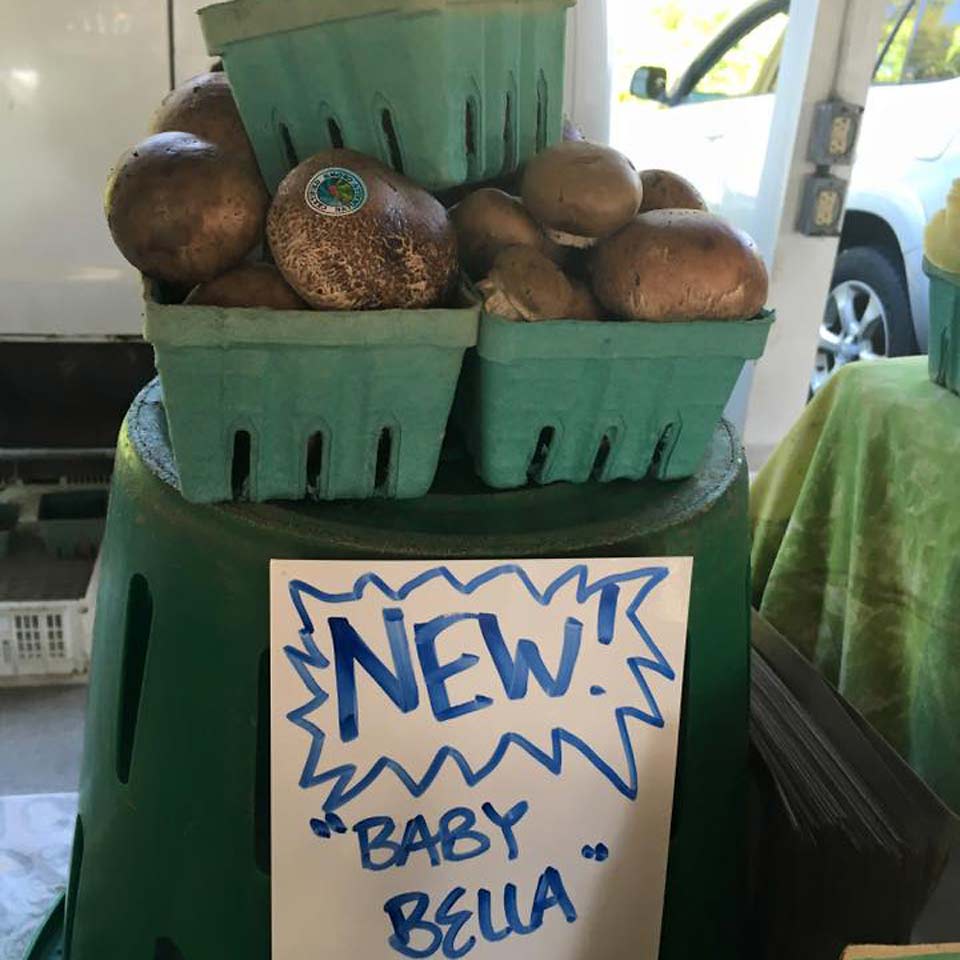 Small Family Farm Mushroom Cultivation Agricluture in western Maryland