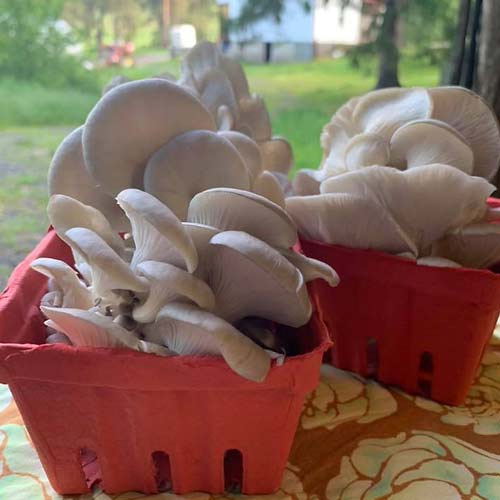 Mushroom cultivation workshops and learning