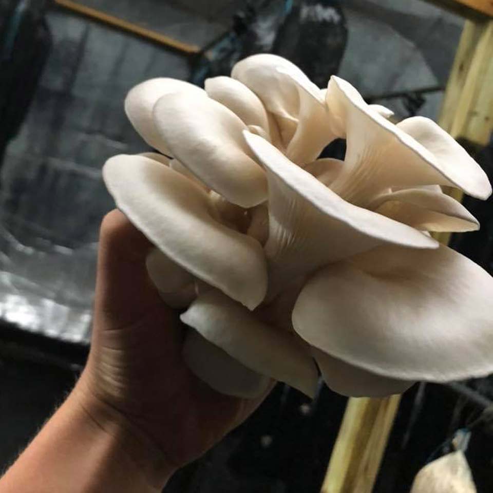 Small Family Farm Mushroom Cultivation Agricluture in western Maryland