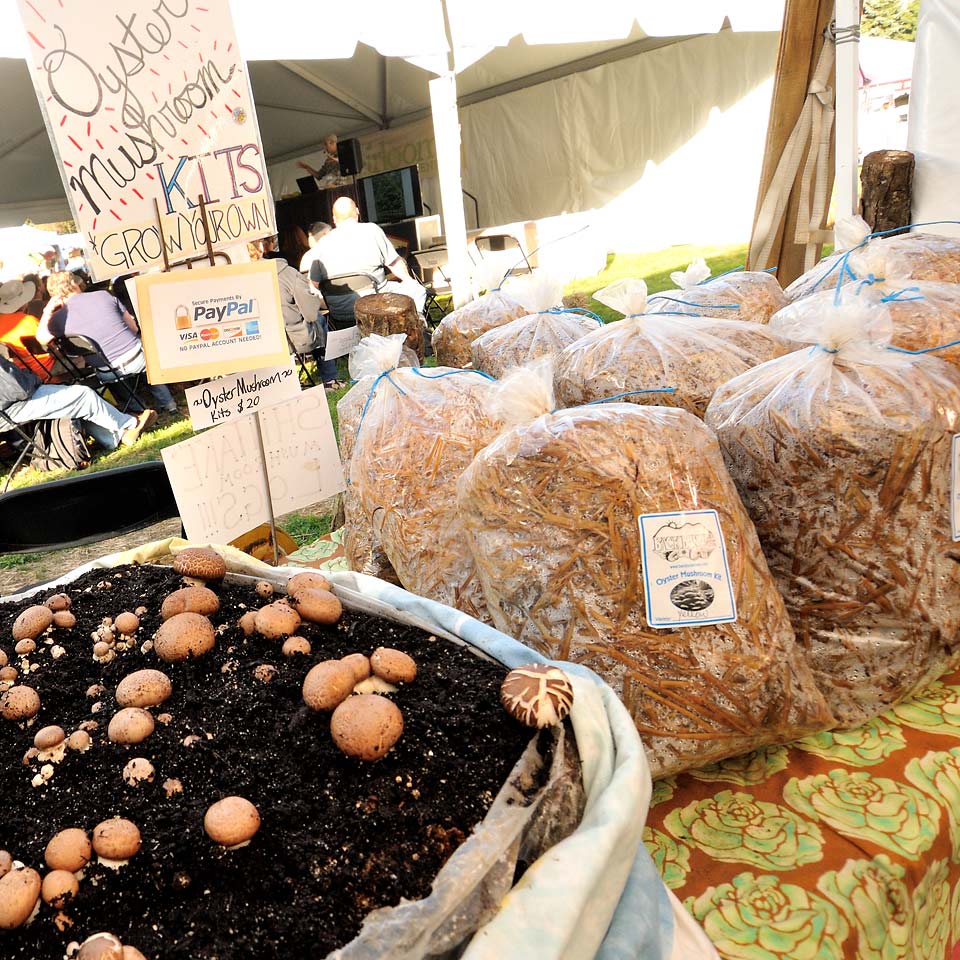 mushroom growing kits for sale