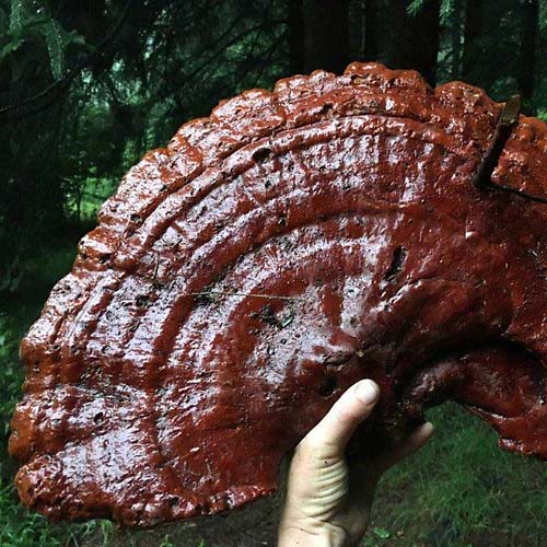 Mushroom cultivation workshops and learning