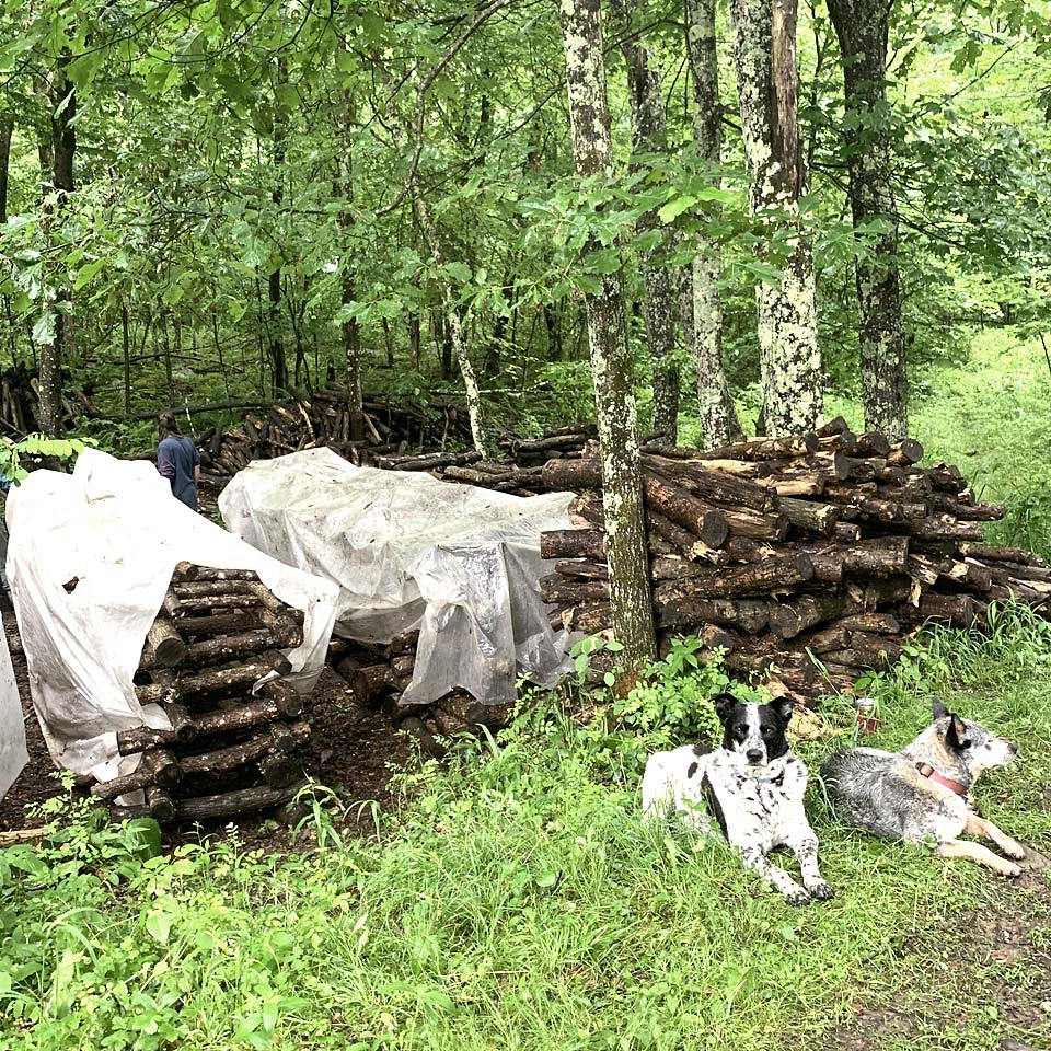 Small Family Farm Mushroom Cultivation Agricluture in western Maryland