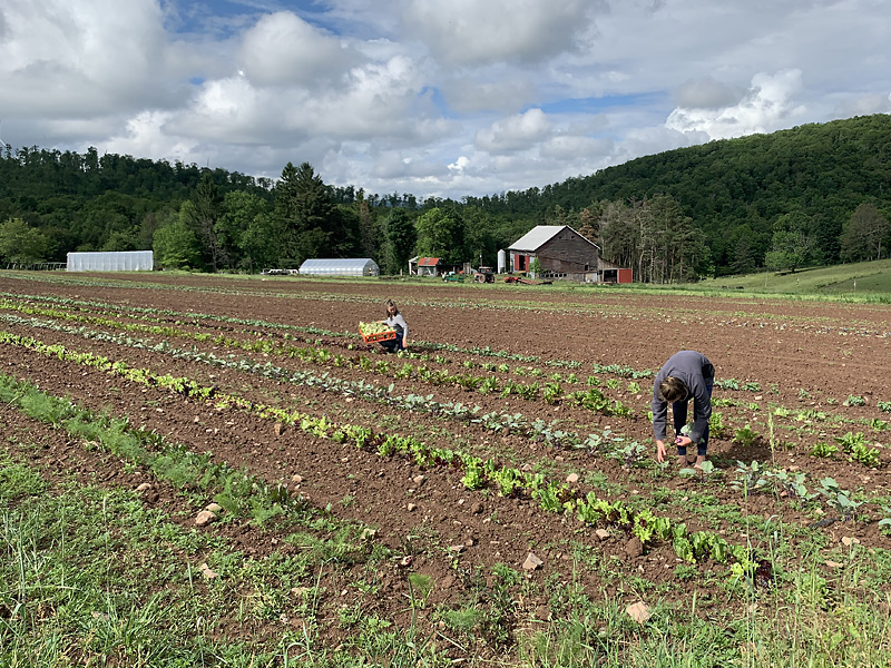 Organic farm near Deep Creek Lake