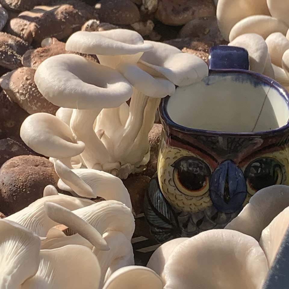 Small Family Farm Mushroom Cultivation Agricluture in western Maryland