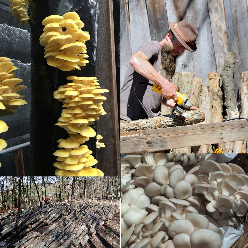 Small Family Farm Mushroom Cultivation in western Maryland