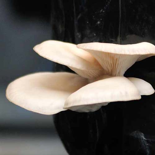 Mushroom cultivation workshops and learning